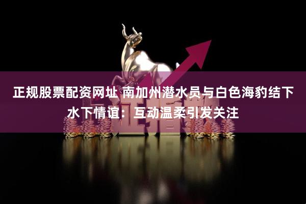 正规股票配资网址 南加州潜水员与白色海豹结下水下情谊：互动温柔引发关注