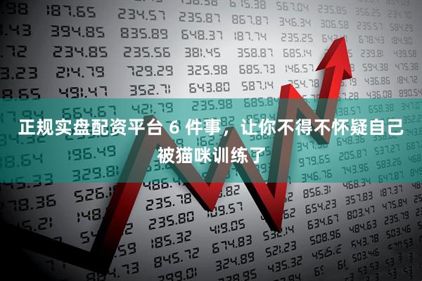 正规实盘配资平台 6 件事，让你不得不怀疑自己被猫咪训练了